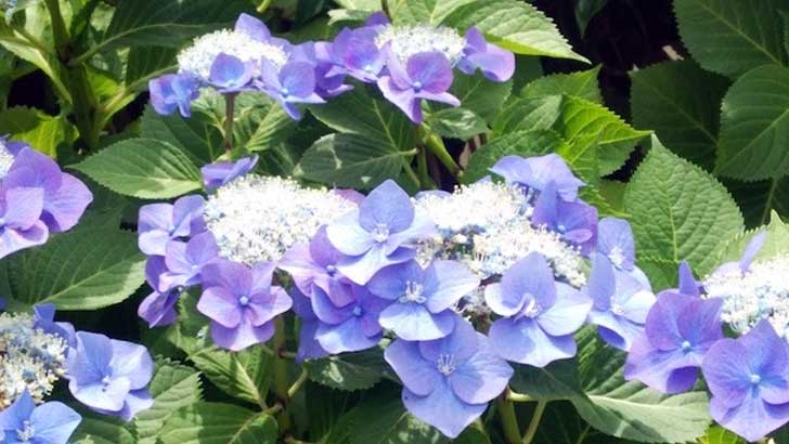 憂鬱な梅雨が楽しくなる6月の江ノ島、鎌倉～江ノ島、鎌倉は紫陽花（アジサイ）の名所