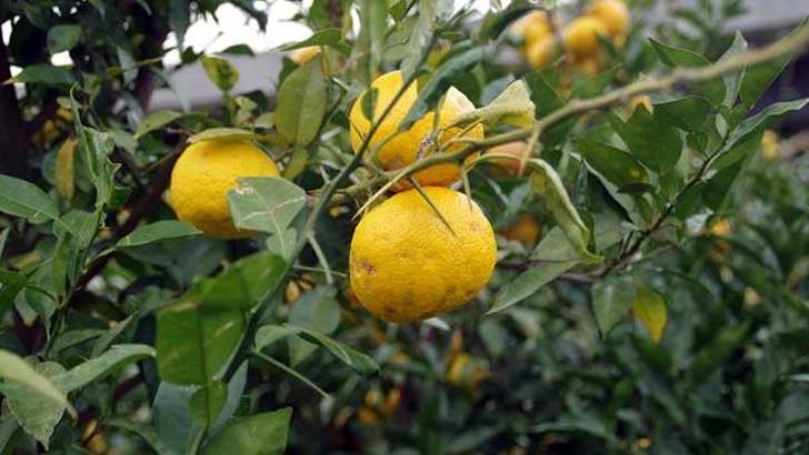 【北川村ゆず王国】海外のシェフ・パティシエも認める香り高い日本のゆず