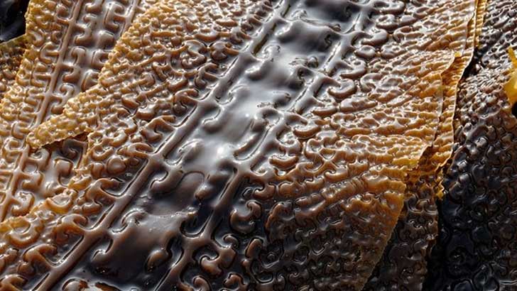 とろとろおいしい「がごめ昆布」で美と健康をサポート